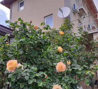 This image for Image Layouts addon